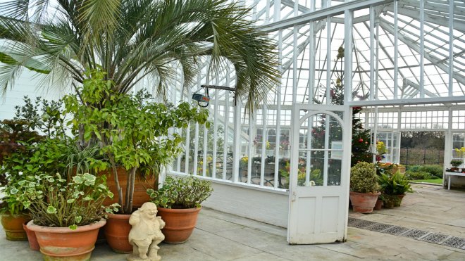 The best plants to grow in an orangery